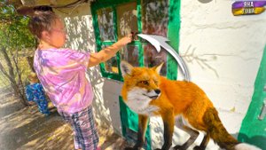 Лиса пытается попасть в курятник! Роет подкопы. Козы сбегают! Надо что-то делать! Завести алабая?