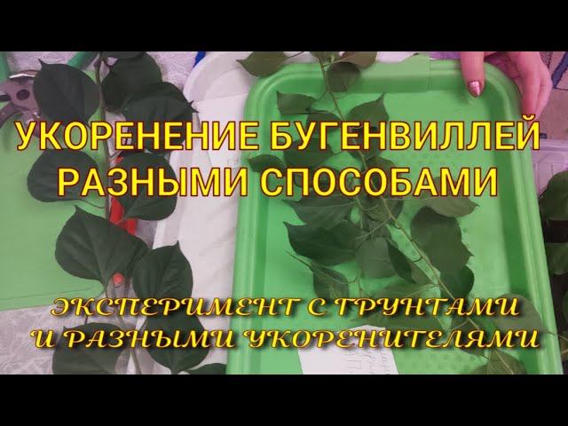 Укореняю бугенвиллеи. Размножение черенками.