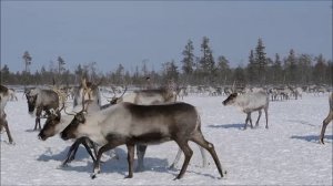 В карале олени...