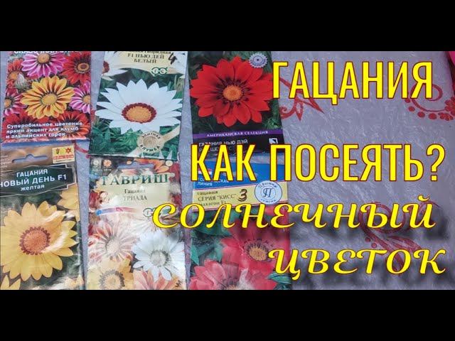 ГАЦАНИЯ (ГАЗАНИЯ)