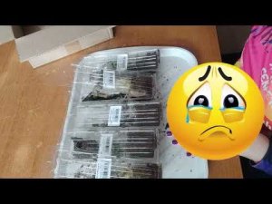 Посылки с вегетативными черенками из Русского огорода. Сезон 2024г.