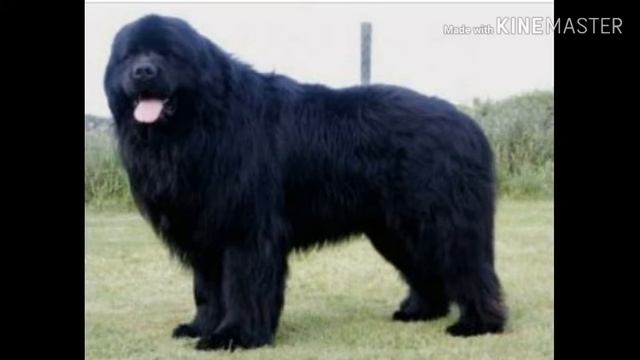 TOP 3 САМЫЕ ТЯЖОЛЫЕ СОБАКИ В МИРЕ смотреть онлайн