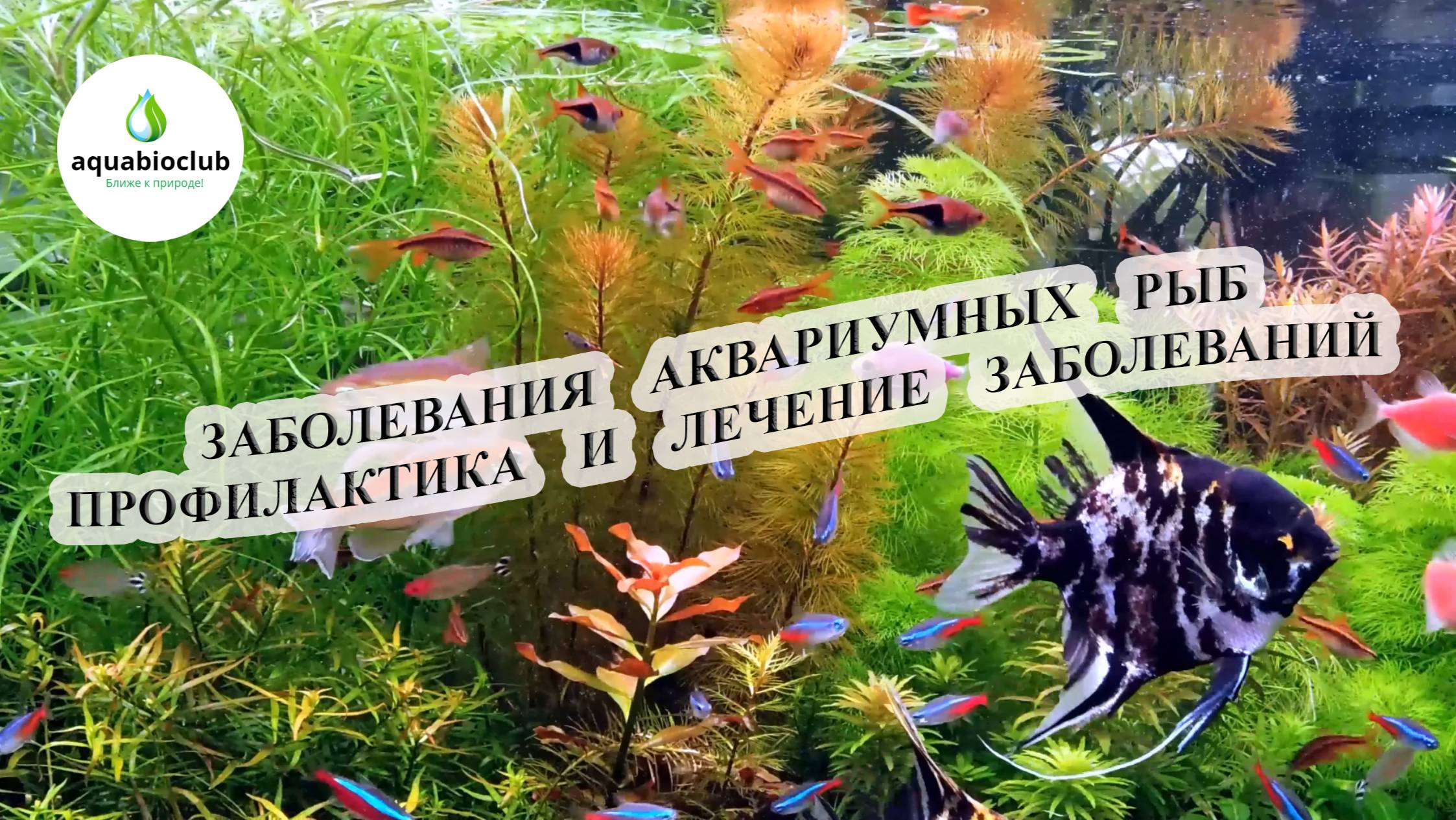 Болезни аквариумных рыб их профилактика и лечение. смотреть онлайн