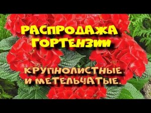 РАСПРОДАЖА ГОРТЕНЗИИ. МЕГИОН.