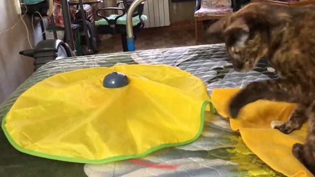 Новая игрушка у Несси #ориентальнаякошка #ориенталы #кошка #кошки#кошкивидео