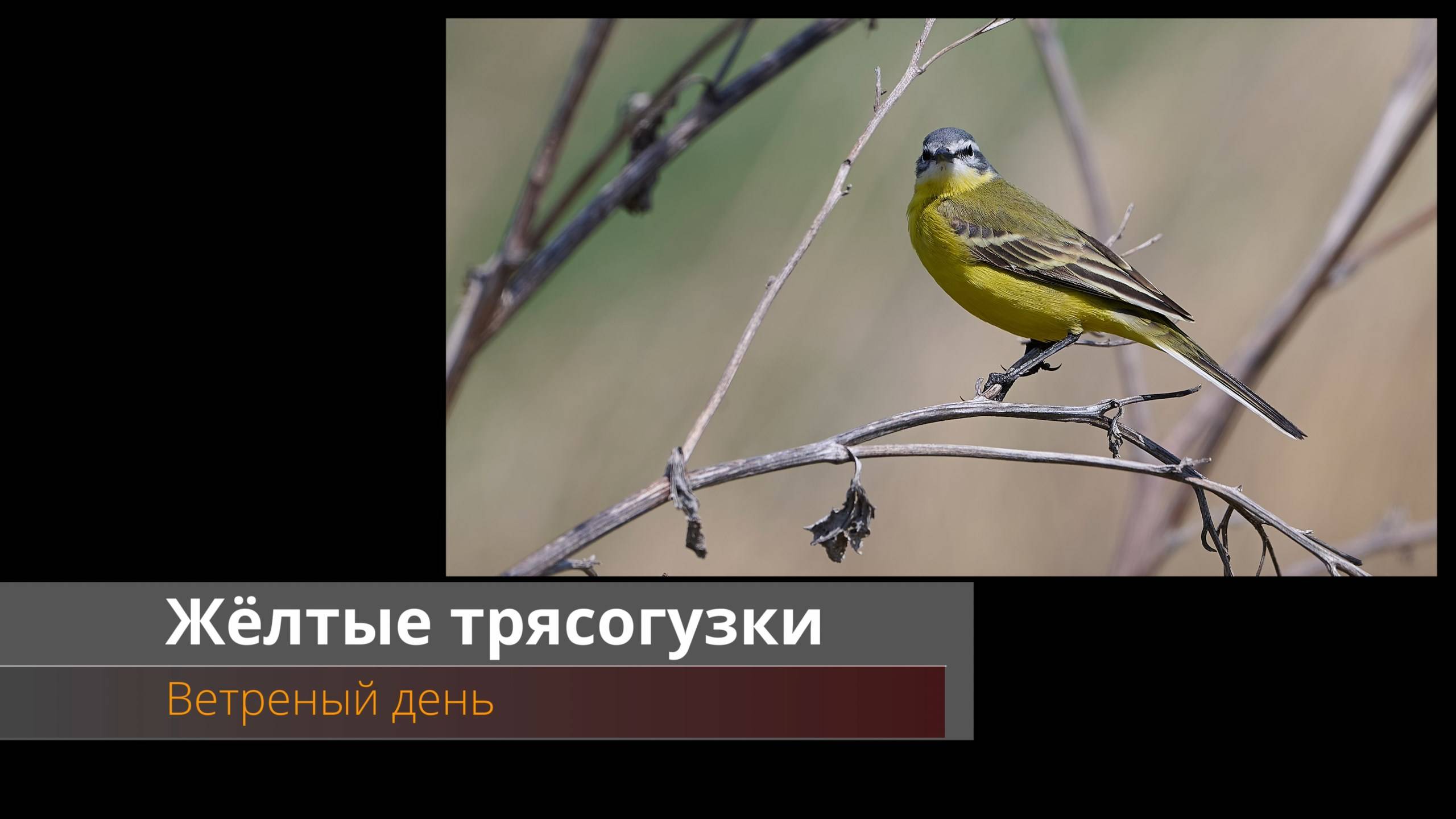 Желтая трясогузка