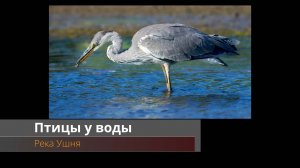 Птицы у воды. На реке Ушня.