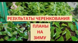 Результат черенкования. Планы на зиму.