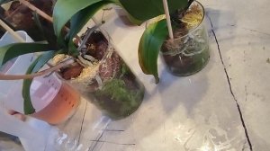 Коктейль для роста корней который работает🔥.Поливаю новых- пришедших и стареньких после реанимации.