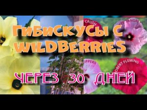 Гибискусы с wildberries через 30 дней