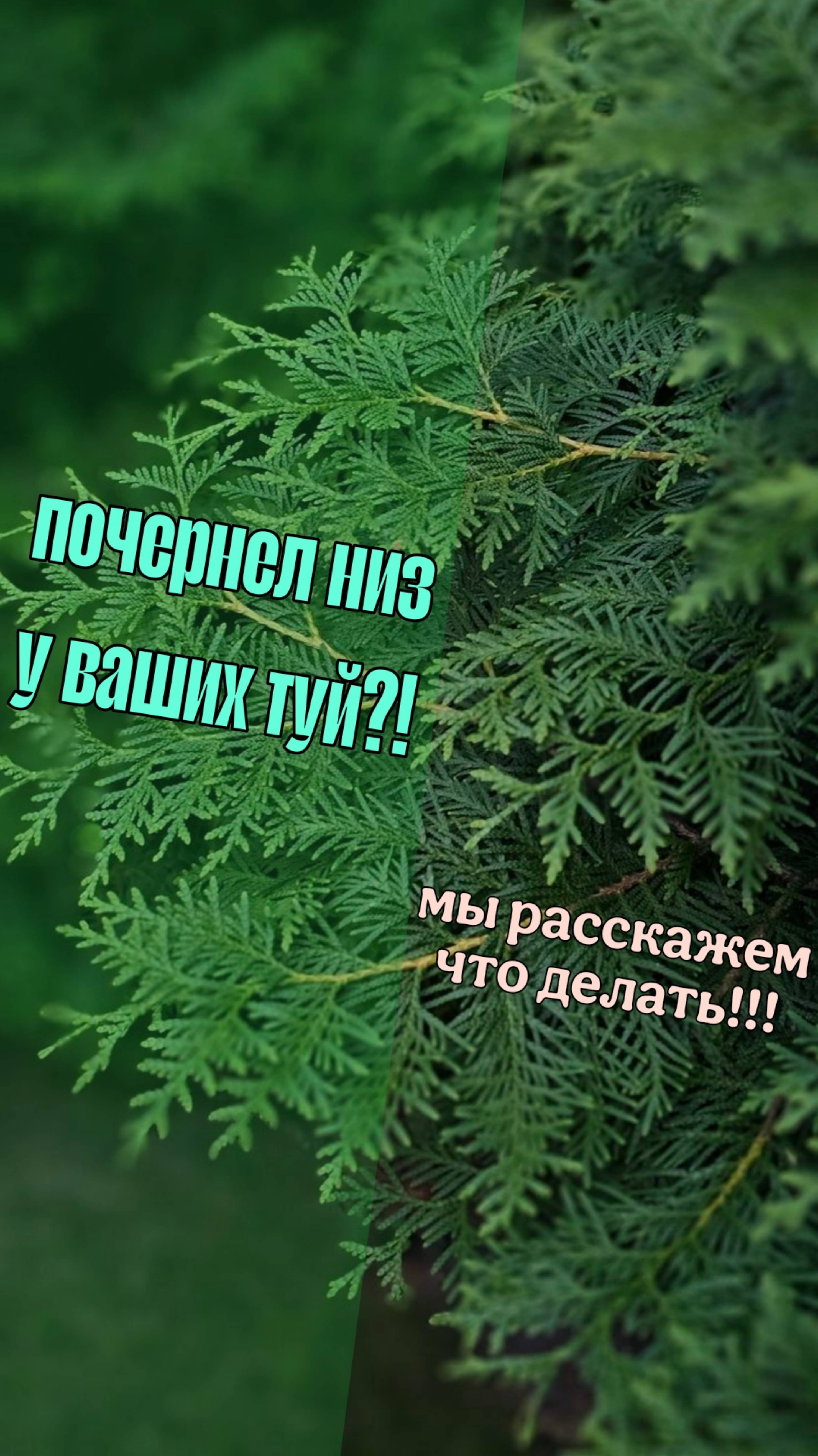Почернел низ туи? Нужно... смотреть онлайн