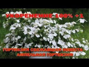 Укорениение 100% + 1. Гортензия "Сбежавшая невеста".