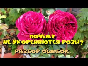 Почему не укореняются розы?