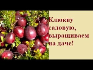 Клюква садовая Посадка и уход.