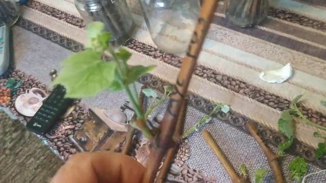 Виноград. Побеги, корни , грозди на укореняемых черенках