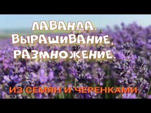 Лаванда выращивание, размножение