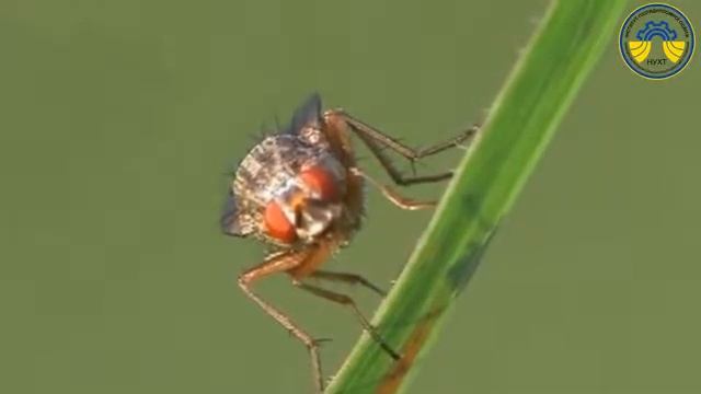 Малинова муха смотреть онлайн