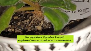 Как пересадить Сортовую Фиалку?! Углубляем Сенполии со стволами 2 сантиметра!
