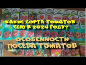 Какие сорта томатов сею в 2024 году? Посев томатов для Сибири.