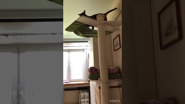 #несси #играет #с #мышкой #нессиориентал #кошка #ориентальнаякошка