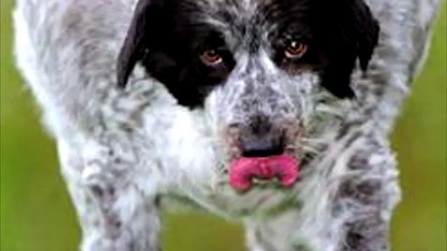 Топ 5 самих великих собак в світі смотреть онлайн