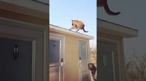 Удивительные трюки собак😉👍