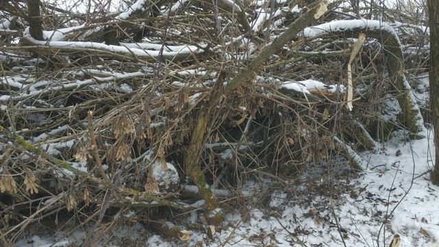 Уборка территории в Альшани. Уговариваем кошку помочь.