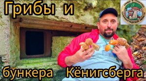 На ПОЛИГОН за грибами, В ЛЕС ЛЮБОЙ ЦЕНОЙ. Бункера Кёнигсберга