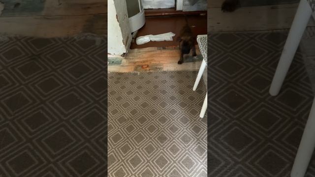 Выясняли отношения,кто главный🤪😁#стафф#щенок#собакадругчеловека#казань#щенок#маленькийдруг смотреть онлайн