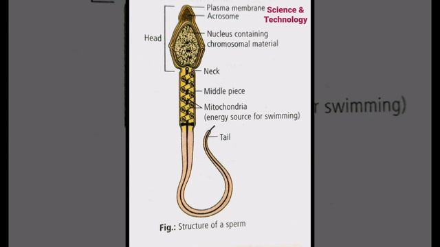 The male reproductive system✌✌ #humanreproduction #reproduction #science #scientist #science