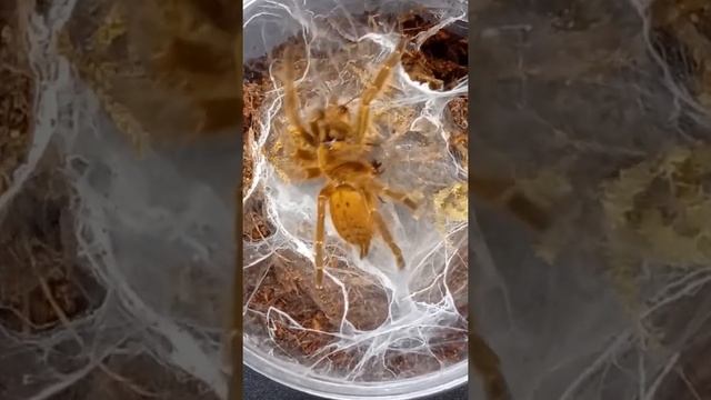 OBT - Pterinochilus murinus