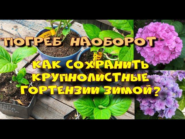 Укрытие для гортензии крупнолистной. Погреб наоборот.