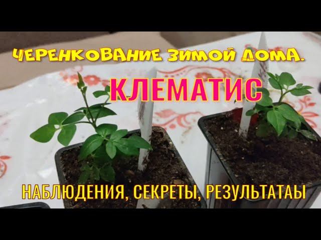 Клематисы черенкование зимой. Делюсь своими наблюдениями.