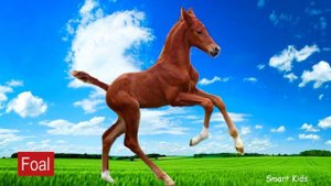 Learn names Baby Farm Animals in English | Learn Sounds of Cute Animals for Kids