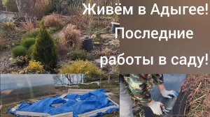 Живем в Адыгее/Подготовка растений к зиме/Последние работы в нашем саду в этом году/