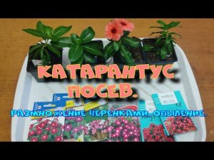 КАТАРАНТУС. (БАРВИНОК). ВЫРАЩИВАНИЕ ИЗ СЕМЯН, ИЗ ЧЕРЕНКА.