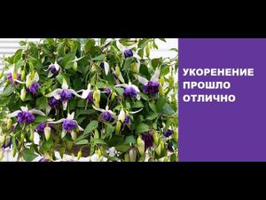 Результат укоренения фуксии - отличный результат!