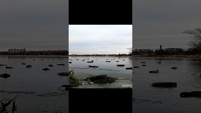утки перед зимой 🦆🦆