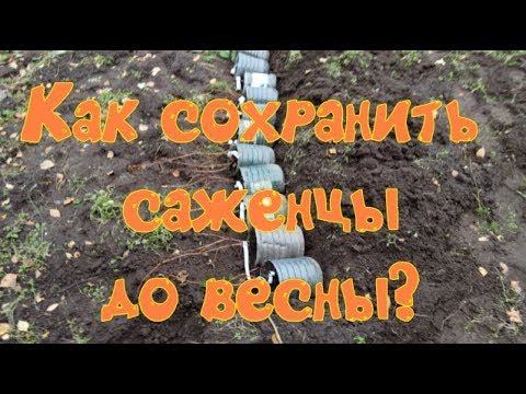 КАК СОХРАНИТЬ САЖЕНЦЫ ЗИМОЙ В ПРИКОПЕ?