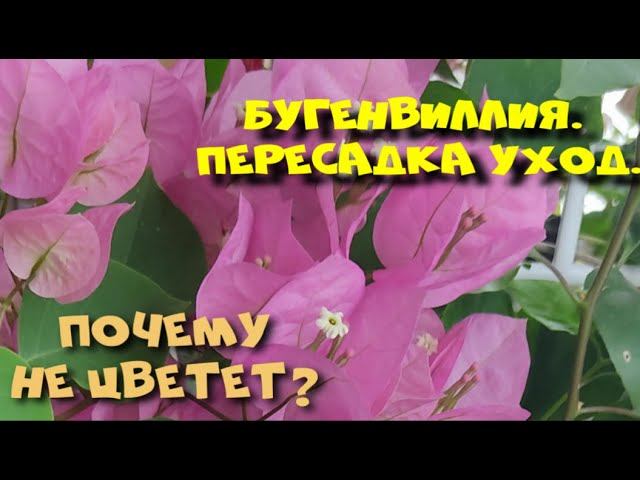 ПЕРЕСАДКА БУГЕНВИЛЛЕИ