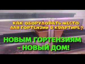 НОВЫМ ГОРТЕНЗИЯМ - НОВЫЙ ДОМ! ОБУСТРОЙСТВО СТЕЛЛАЖА.