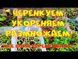 Пора черековать, укоренять. Февраль - март.