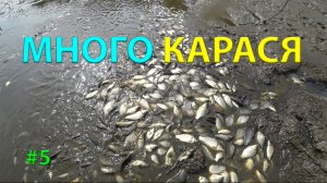 СПУСК ОЗЕРА =МНОГО КАРАСЯ=  крайний день #5