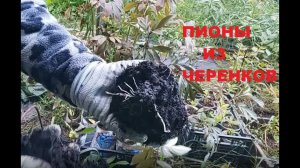 Результат черенкования пионов