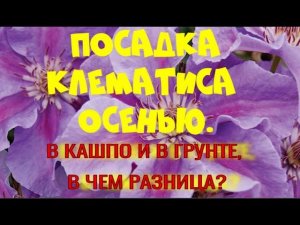 Посадка клематиса в кашпо и в грунт. В чем разница?