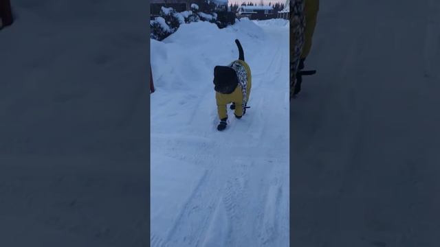 ПРОГУЛКА В МИНУС 35 смотреть онлайн