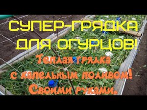 Супер-грядка для выращивания #огурцов в открытом грунте. Теплая грядка с капельным поливом.