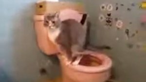 Пердёж кота