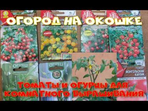 Огород на окошке. Помидоры и огурцы вырастить на окне.