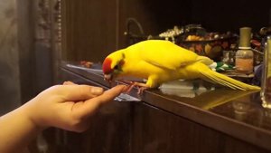 Какарики выполняют команды